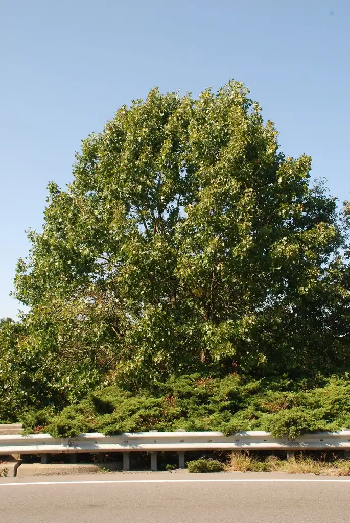 Quercus x bushii(Bush Oak) Form of tree (Moore County, NC)-Early Fall Quercus x bushii(Bush Oak) Form of tree (Moore County, NC)-Early Fall