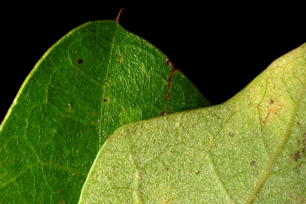 Quercus x caduca(Hybrid Oak) Front and back of leaf (Moore County, NC)-Early Fall Quercus x caduca(Hybrid Oak) Front and back of leaf (Moore County, NC)-Early Fall