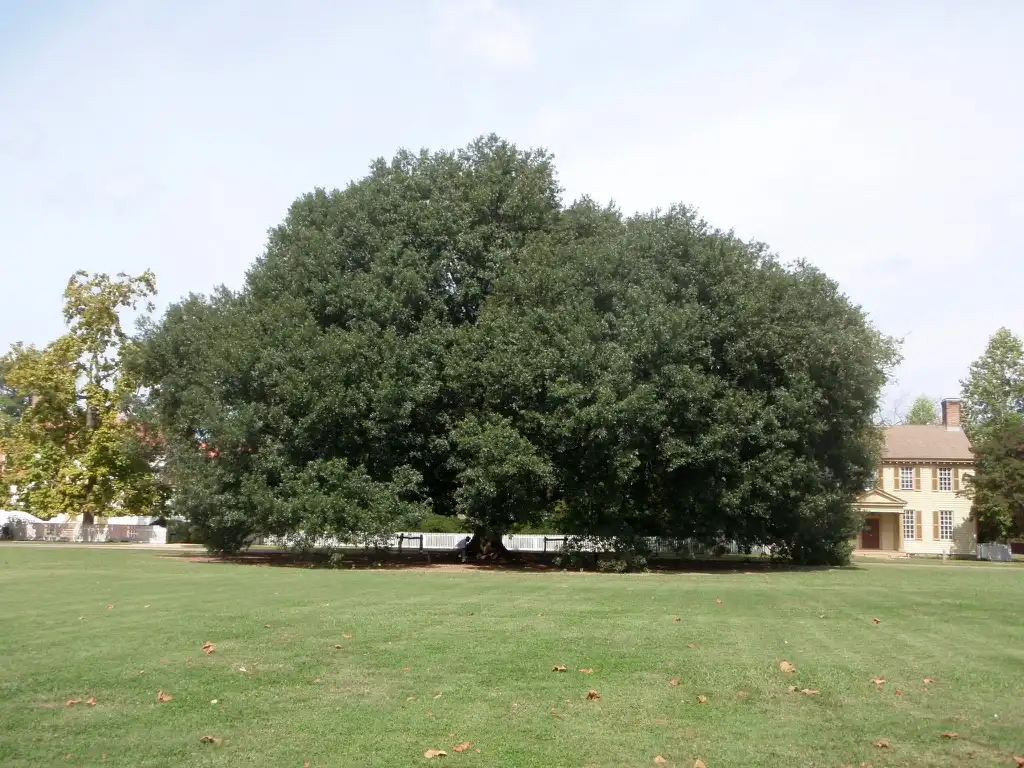 Quercus x comptoniae() Growth Habit Quercus x comptoniae() Growth Habit