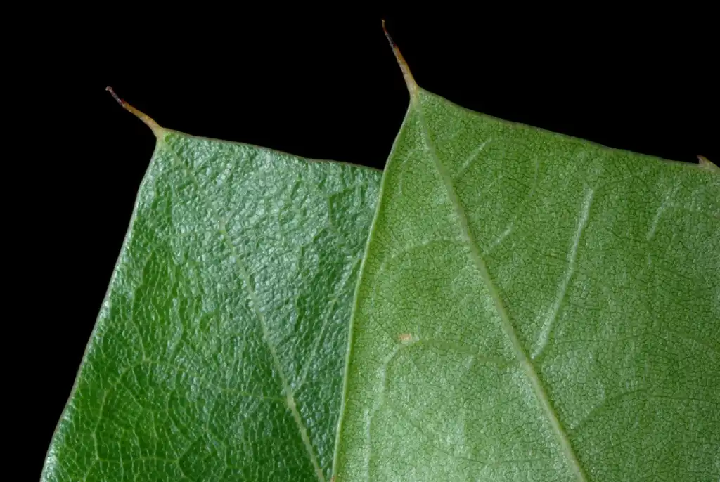 Quercus x garlandensis(Garland's Oak, Hybrid Oak) Underside of leaf (Greensboro, NC)-Early Fall Quercus x garlandensis(Garland's Oak, Hybrid Oak) Underside of leaf (Greensboro, NC)-Early Fall