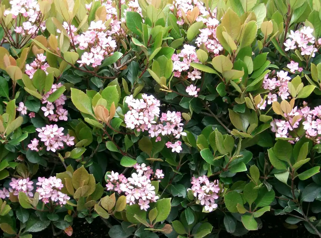 Rhaphiolepis x delacourii(Indian Hawthorn, Rhaphiolepis) Flowers of 'Enchantress'