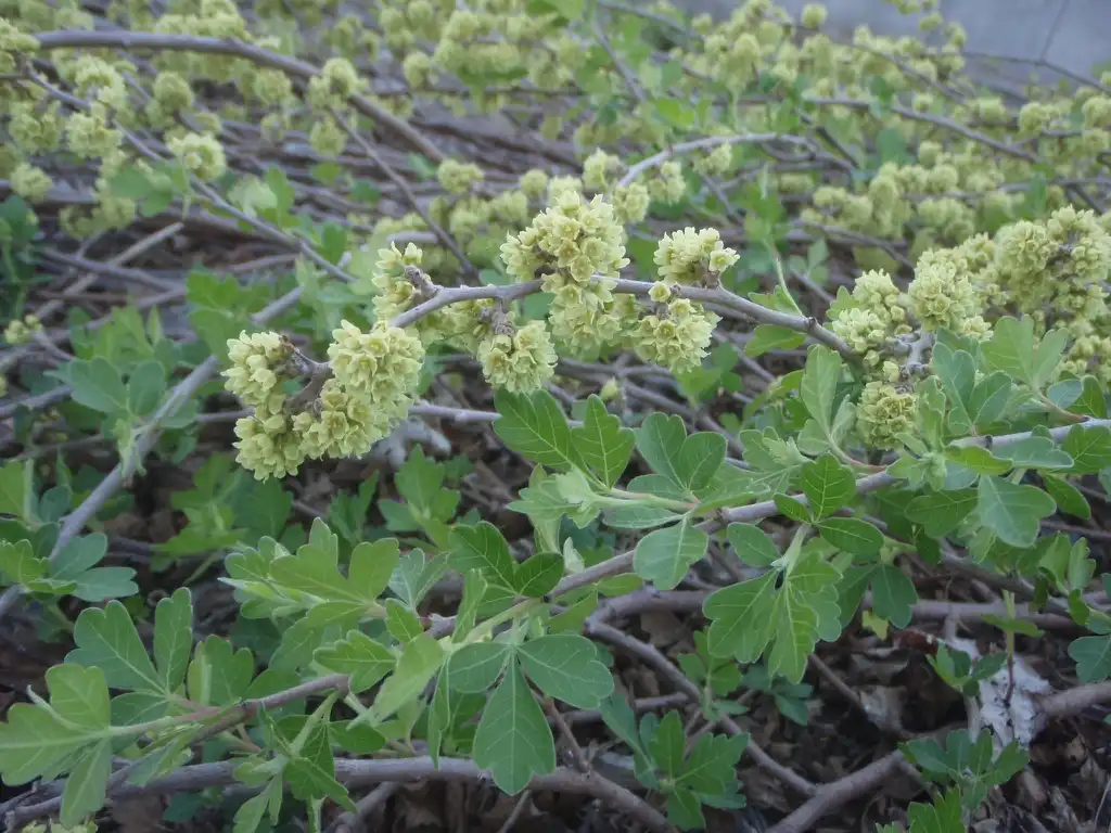 Rhus trilobata(Ароматный сумах, Баскетбуш, Ароматный сумах, Сумах с неприятным запахом, Скунсовый куст, Сумак скунсовый) 'Autumn Amber' Flower and Leaves