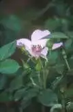 Rosa 'DEVrudi'(First Light) Rosa 'DEVrudi'(First Light)