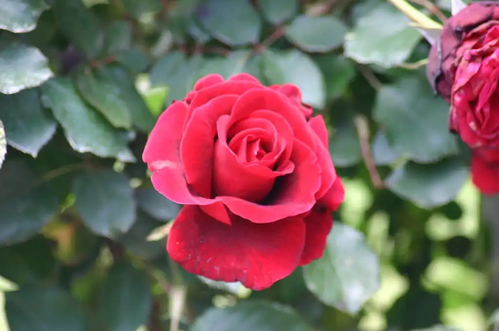 Rosa 'Don Juan'(Don Juan) Flower and foliage Rosa 'Don Juan'(Don Juan) Flower and foliage