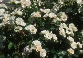 Rosa 'MELgekanu'(La Sevillana, Sevillana, Sevillana Mediland) Rosa 'MELgekanu'(La Sevillana, Sevillana, Sevillana Mediland)