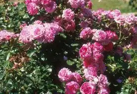 Rosa 'MELmodac'(Royal Bonica Meidland, Royal Bonnika) Rosa 'MELmodac'(Royal Bonica Meidland, Royal Bonnika)