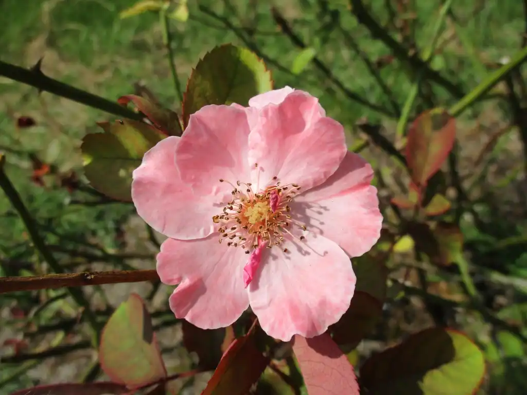 Rosa 'MELmont'(Clair Matin, Grimpant Clair Matin) Flower Rosa 'MELmont'(Clair Matin, Grimpant Clair Matin) Flower