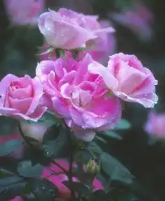 Rosa 'MELpitac'(Carefree Wonder, Dynastic) Rosa 'MELpitac'(Carefree Wonder, Dynastic)