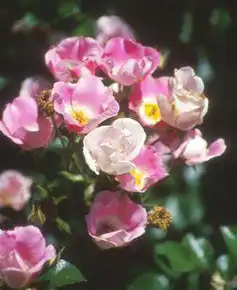 Rosa 'MElpotal'(Bingo Meidiland, Bingo Meillandecor, Carefree Delight, Evermore) Rosa 'MElpotal'(Bingo Meidiland, Bingo Meillandecor, Carefree Delight, Evermore)