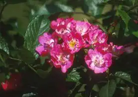 Rosa 'Robin Hood'(Robin Des Bois, Robin Hood) Rosa 'Robin Hood'(Robin Des Bois, Robin Hood)