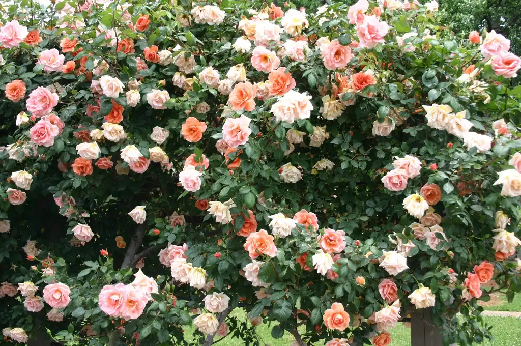 Rosa 'Royal Sunset'(Royal Sunset) Form Rosa 'Royal Sunset'(Royal Sunset) Form