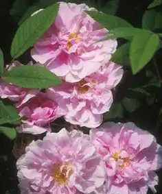 Rosa 'Therese Bugnet'(Therese Bugnet) Rosa 'Therese Bugnet'(Therese Bugnet)