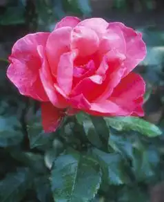 Rosa 'TWOadvance'(All That Jazz) Rosa 'TWOadvance'(All That Jazz)