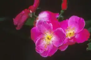 Rosa 'Vanity'(Vanity) Rosa 'Vanity'(Vanity)