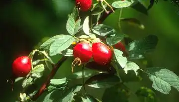 Rosa villosa(Apple Rose) Rosa villosa(Apple Rose)