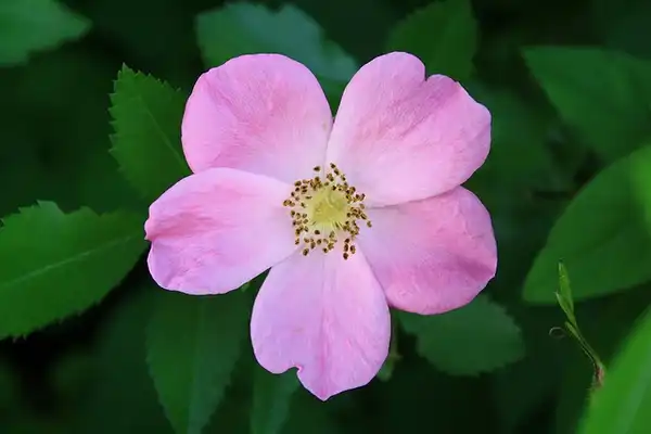 Rosa virginiana(Common Wild Rose, Prairie Rose, Virginia Rose) Close up of flower Rosa virginiana(Common Wild Rose, Prairie Rose, Virginia Rose) Close up of flower