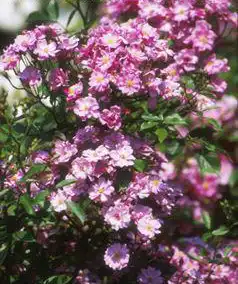 Rosa 'Yesterday'(Tapis D'Orent, Yesterday) Rosa 'Yesterday'(Tapis D'Orent, Yesterday)