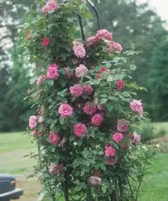 Rosa 'Zephirine Drouhin'(Charles Bonnet, Zephirine Drouhin) Rosa 'Zephirine Drouhin'(Charles Bonnet, Zephirine Drouhin)
