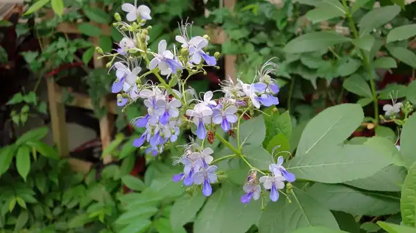 Rotheca myricoides 'Ugandense'(Blue Butterfly Bush, Blue Glory Bower, Butterfly bush) Rotheca myricoides 'Ugandense'(Blue Butterfly Bush, Blue Glory Bower, Butterfly bush)