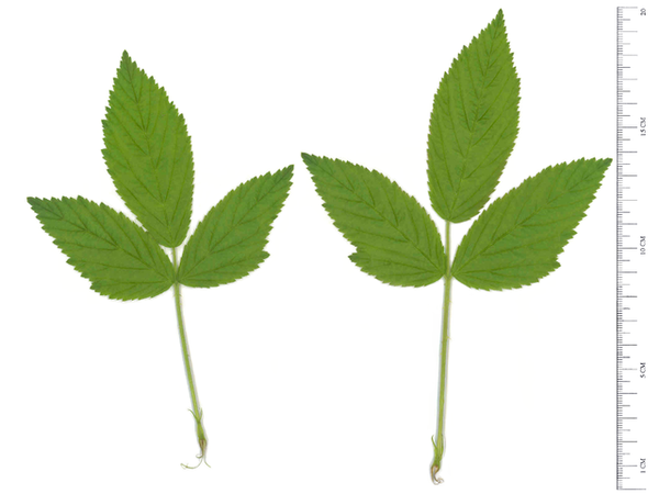Rubus allegheniensis(Allegheny Blackberry, Blackberry, Common Blackberry, Dewberry, Graves' blackberry) Close up of Leaves Rubus allegheniensis(Allegheny Blackberry, Blackberry, Common Blackberry, Dewberry, Graves' blackberry) Close up of Leaves