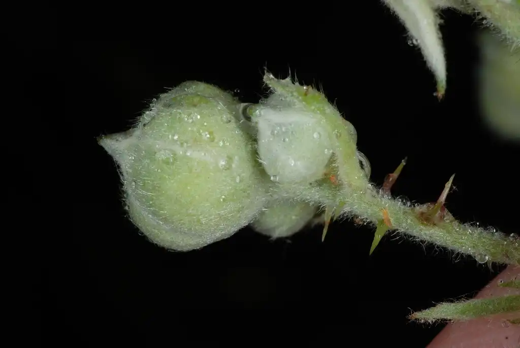 Rubus bifrons(Blackberry, Dewberry, Himalayan berry, Hybrid blackberry, Hybrid European blackberry) (Greensboro, NC)-Late Spring Rubus bifrons(Blackberry, Dewberry, Himalayan berry, Hybrid blackberry, Hybrid European blackberry) (Greensboro, NC)-Late Spring