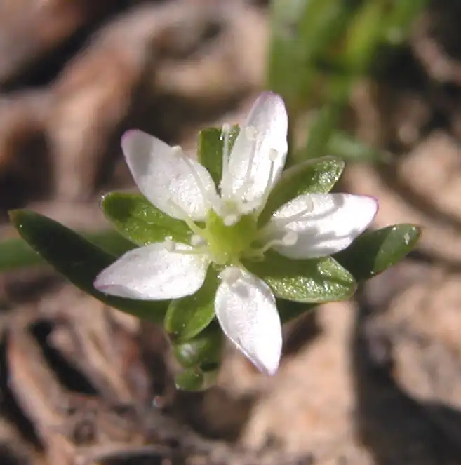 Sagina decumbens(Pearlwort) Flower Sagina decumbens(Pearlwort) Flower