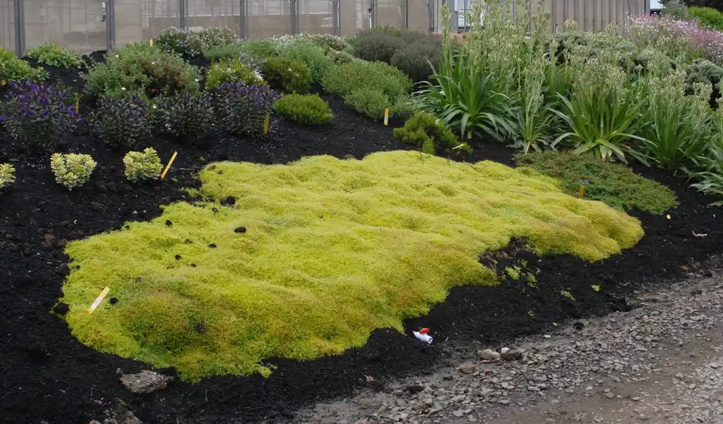 Sagina subulata 'Aurea'(Scotch Moss) Form Sagina subulata 'Aurea'(Scotch Moss) Form