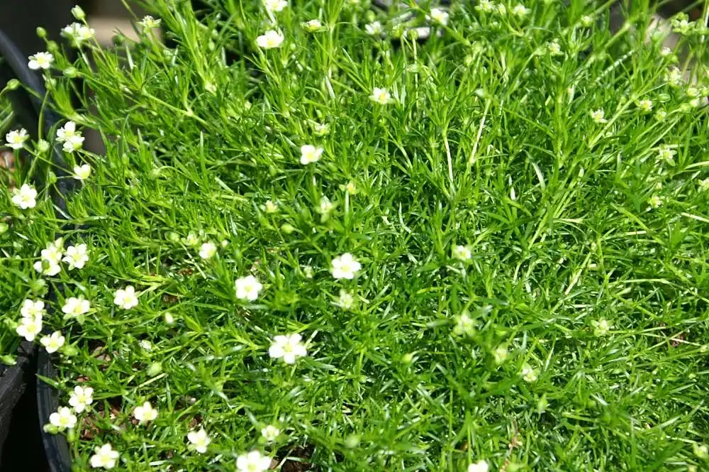 Sagina subulata(Irish Moss) Form Sagina subulata(Irish Moss) Form