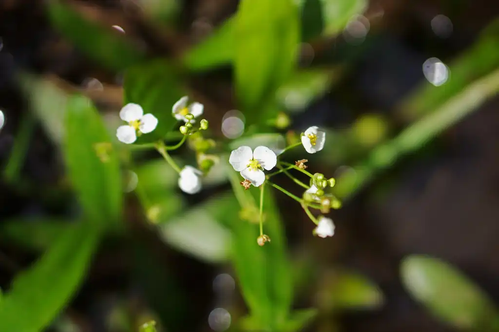 Sagittaria fasciculata(Bunched Arrowhead, Duck Potato) Sagittaria fasciculata Sagittaria fasciculata(Bunched Arrowhead, Duck Potato) Sagittaria fasciculata