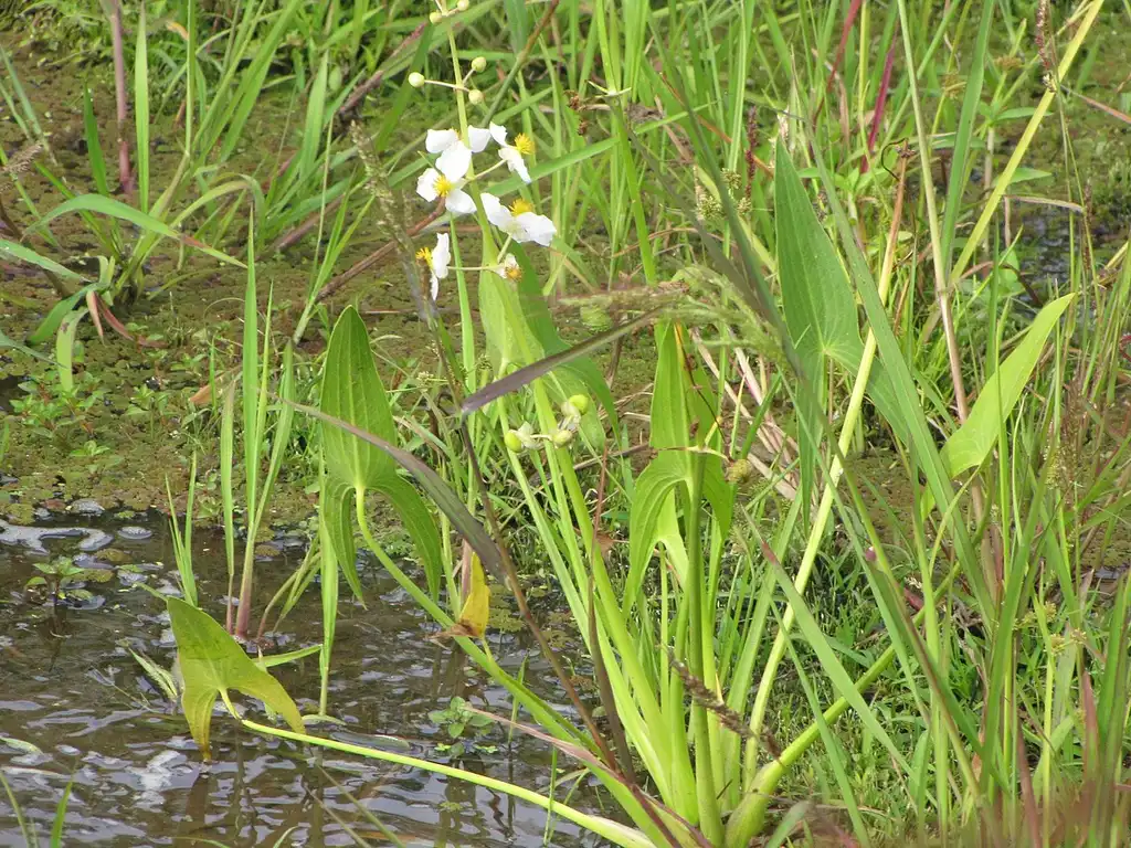 Sagittaria latifolia(Broad-leaved Arrowhead, Duck Potato) Form Sagittaria latifolia(Broad-leaved Arrowhead, Duck Potato) Form
