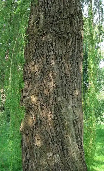 Salix alba 'Tristis'(Golden Weeping Willow, White Willow) Bark Salix alba 'Tristis'(Golden Weeping Willow, White Willow) Bark