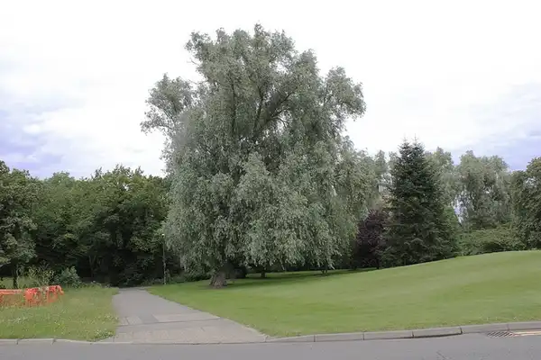 Salix alba var. sericea(White Willow) Salix alba var. sericea(White Willow)