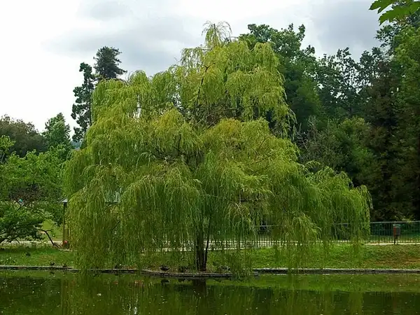 Salix babylonica(Weeping Willow) Salix babylonica(Weeping Willow)