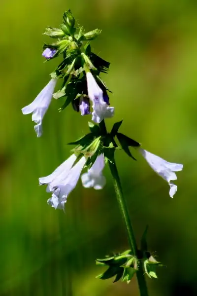 Salvia lyrata(Cancer Weed, Lyreleaf Sage, Lyre-leaved Sage) Salvia lyrata(Cancer Weed, Lyreleaf Sage, Lyre-leaved Sage)