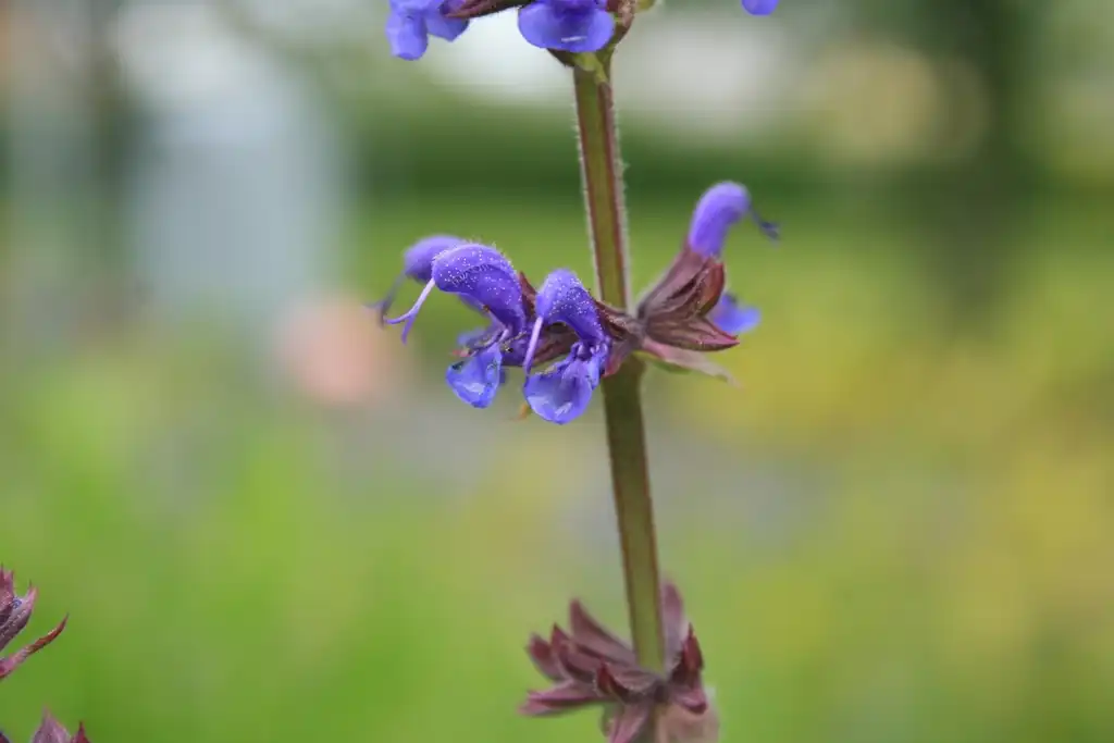 Salvia nemorosa(Balkan Clary, Meadow Sage, Violet Sage, Woodland Sage) Close up of flower Salvia nemorosa(Balkan Clary, Meadow Sage, Violet Sage, Woodland Sage) Close up of flower