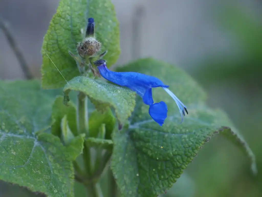 Salvia sagittata() Close up of flower