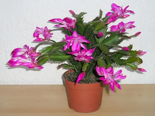 Schlumbergera truncata(Christmas Cactus, Crab Cactus, False Christmas Cactus, Thanksgiving Cactus) 