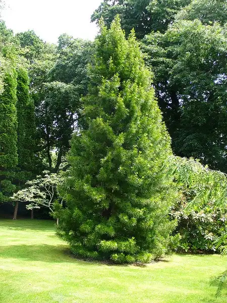 Sciadopitys verticillata(Pino paraguas japonés, Pino paraguas) 