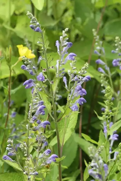 Scutellaria incana(Downy Skullcap, Skull Cap) Scutellaria incana(Downy Skullcap, Skull Cap)