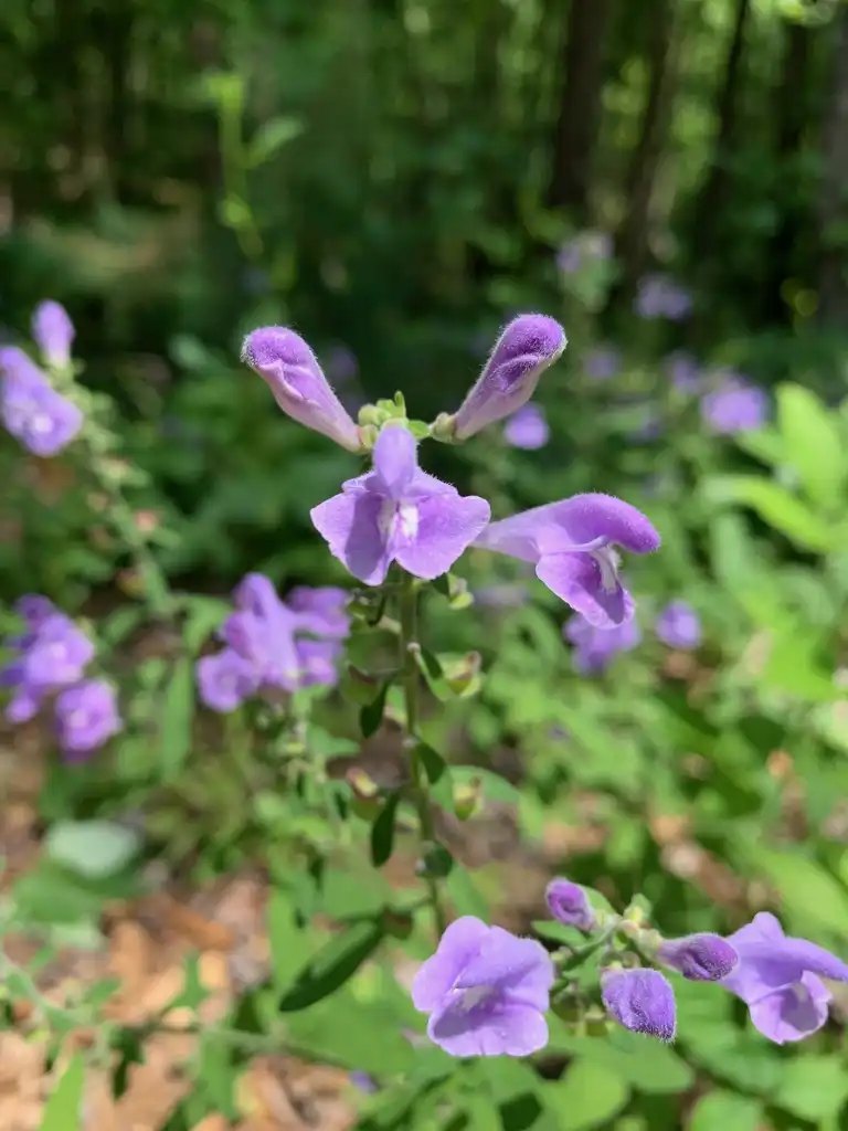 Scutellaria integrifolia(Helmet Flower, Helmet Skullcap, Hyssop Skullcap, Large Skullcap) flower closeup, Union County, NC Scutellaria integrifolia(Helmet Flower, Helmet Skullcap, Hyssop Skullcap, Large Skullcap) flower closeup, Union County, NC