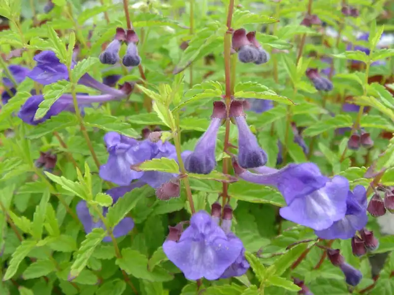 Scutellaria serrata(Showy Skullcap) 'Seoul Sapphire' close up Scutellaria serrata(Showy Skullcap) 'Seoul Sapphire' close up
