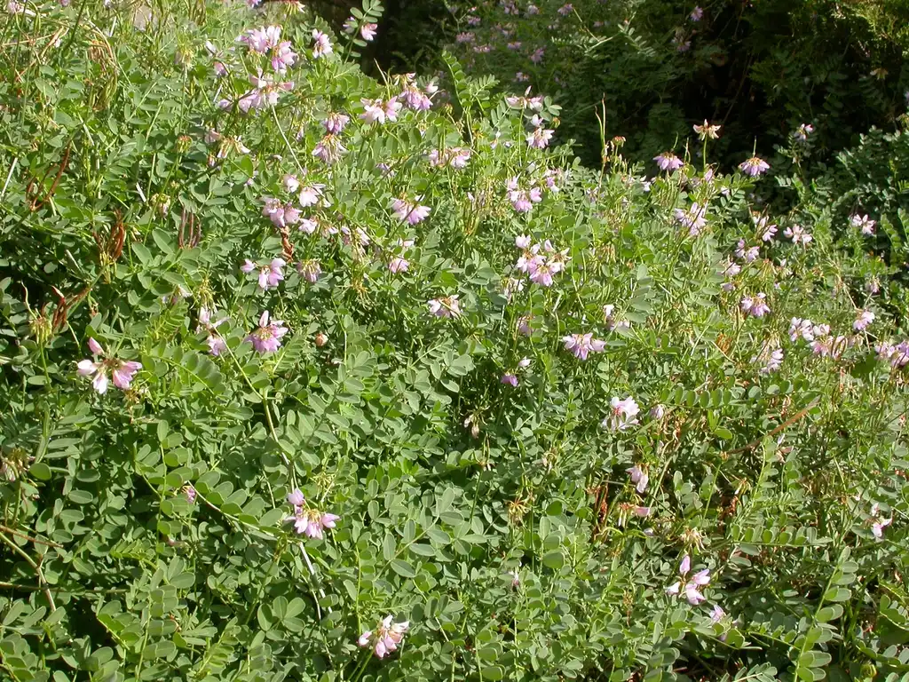 Securigera varia(Crown Vetch, Purple Crown Vetch) Coronilla varia form thick cover and slopes Securigera varia(Crown Vetch, Purple Crown Vetch) Coronilla varia form thick cover and slopes