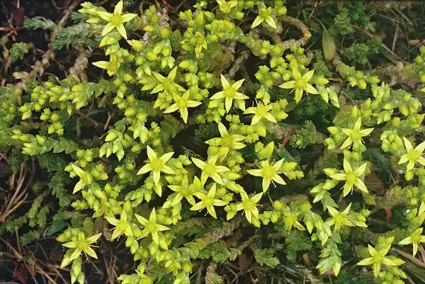 Sedum acre(Biting Stonecrop, Gold-moss, Stonecrop) Close view, in flower Sedum acre(Biting Stonecrop, Gold-moss, Stonecrop) Close view, in flower