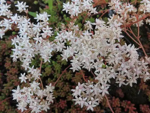 Sedum album(Hardy Baby Tears, Stonecrop, White Stonecrop) Bloom closeup Sedum album(Hardy Baby Tears, Stonecrop, White Stonecrop) Bloom closeup