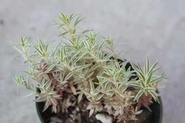 Sedum lineare 'Variegatum'(Carpet Sedum, Stonecrop, Variegated Carpet Sedum, Variegated Sedum, Variegated Stonecrop) Leaves, young plant Sedum lineare 'Variegatum'(Carpet Sedum, Stonecrop, Variegated Carpet Sedum, Variegated Sedum, Variegated Stonecrop) Leaves, young plant