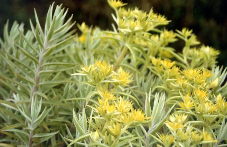 Sedum lineare(Carpet Sedum, Needle Stonecrop, Sea Urchin, Stonecrop) Leaves and flowers of S. variegatum Sedum lineare(Carpet Sedum, Needle Stonecrop, Sea Urchin, Stonecrop) Leaves and flowers of S. variegatum