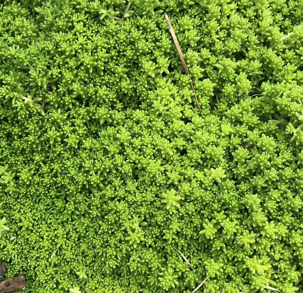 Sedum(Roseroot, Sedum, Stonecrop) 'Fine Gold' habit, Wake County, NC Sedum(Roseroot, Sedum, Stonecrop) 'Fine Gold' habit, Wake County, NC