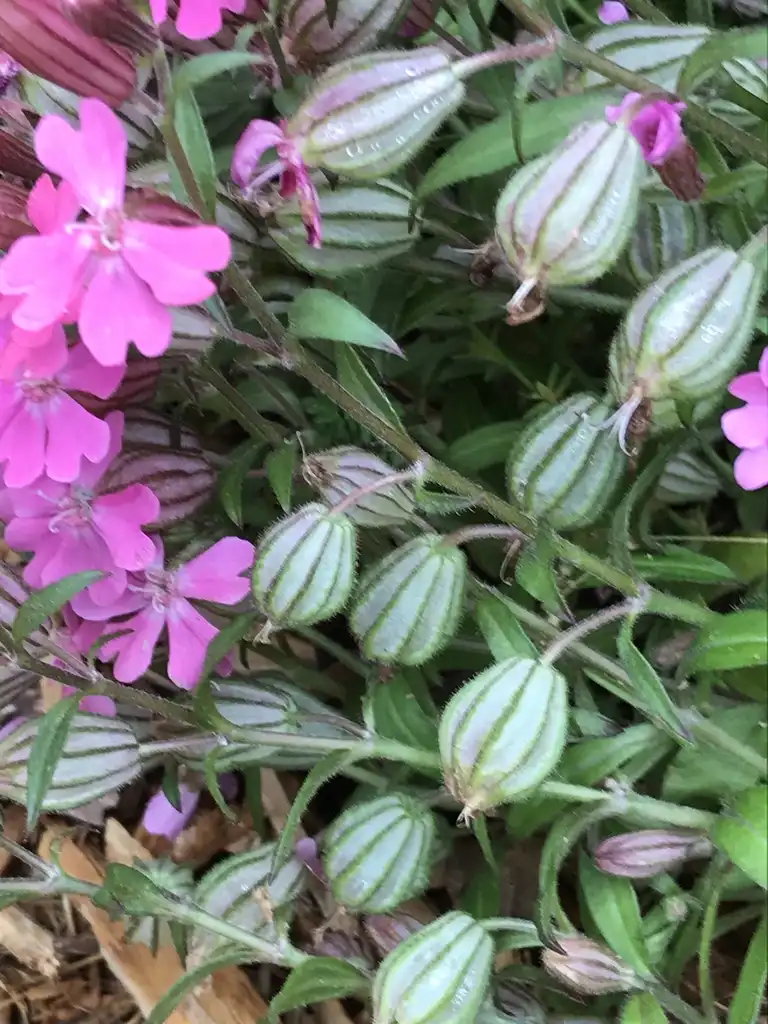 Silene caroliniana(Carolina campion, Catchfly, Wild-pink) Fruit Silene caroliniana(Carolina campion, Catchfly, Wild-pink) Fruit