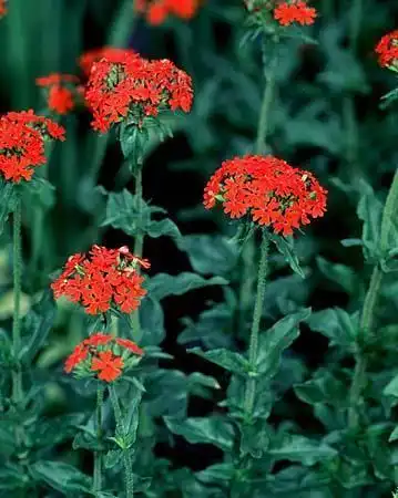 Silene chalcedonica(Maltese Cross) Silene chalcedonica(Maltese Cross)