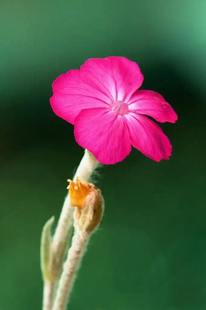 Silene coronaria(Catch Fly, Rose Campion) Flower Silene coronaria(Catch Fly, Rose Campion) Flower